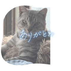 [LINEスタンプ] サバトラのアラシ君