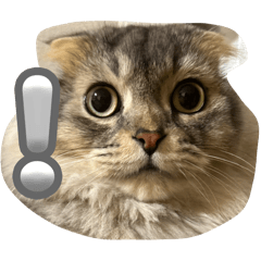 [LINEスタンプ] 可愛い猫ちゃんのすたんぷ