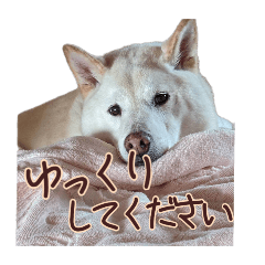 [LINEスタンプ] チロルルスタンプ⑦