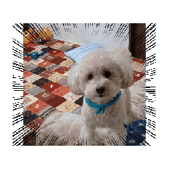 [LINEスタンプ] 愛犬cocoちゃま