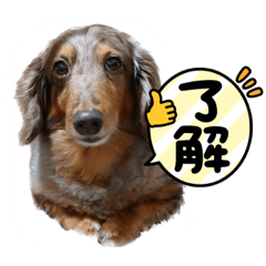 [LINEスタンプ] ミニチュアダックスのジョナスくん2
