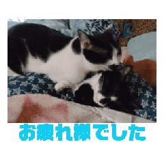 [LINEスタンプ] ミュウルナの動くスタンプ