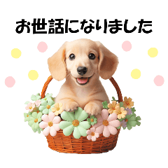[LINEスタンプ] かわいいダックスの犬スタンプ