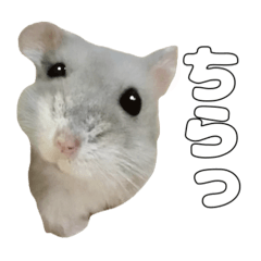 [LINEスタンプ] ジャンガリアンハムスター実写スタンプ9