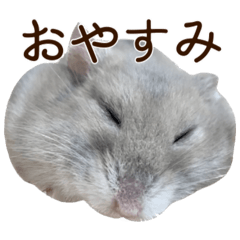 [LINEスタンプ] ジャンガリアンハムスター実写スタンプ10