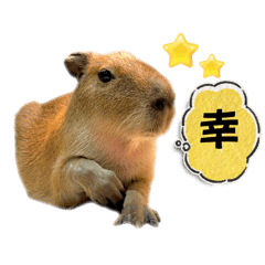 [LINEスタンプ] 【カピバラ】かぴ天スタンプPart10