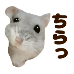[LINEスタンプ] ジャンガリアンハムスター実写スタンプ11