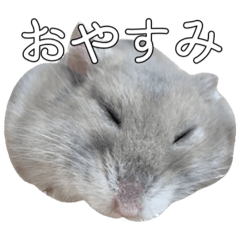 [LINEスタンプ] ジャンガリアンハムスター実写スタンプ8