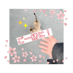 [LINEスタンプ] 敬語かもしれませんが。