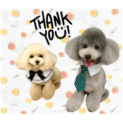 [LINEスタンプ] poodle2025