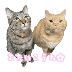 [LINEスタンプ] うちのこたむぎスタンプ