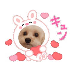 [LINEスタンプ] STELLA犬