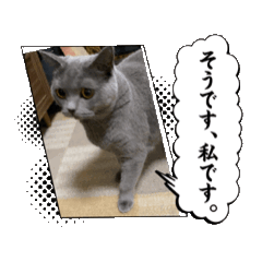 [LINEスタンプ] 3ニャンズのかわいいスタンプ