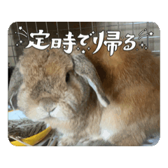 [LINEスタンプ] うさぎと暮らす生活