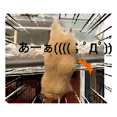 [LINEスタンプ] キンクマボンボン