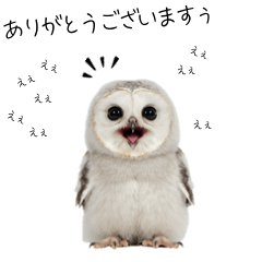 [LINEスタンプ] あると助かるメンフクロウのヒナスタンプ