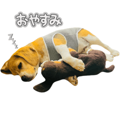 [LINEスタンプ] おちゃめなビーグル犬こちゃの日常