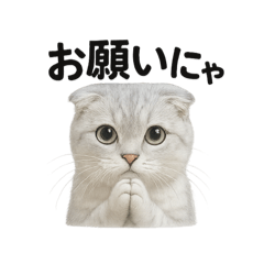 [LINEスタンプ] スコティッシュホールド猫のお祈りスタンプ