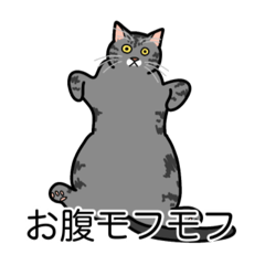 [LINEスタンプ] 猫あるある（サバ猫／短毛）