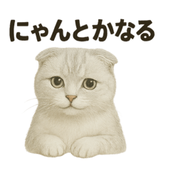 [LINEスタンプ] そっと祈る猫のスコティッシュホールド