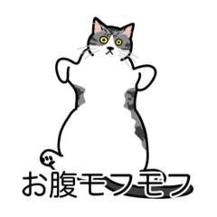 [LINEスタンプ] 猫あるある（ハチワレサバ猫／短毛）
