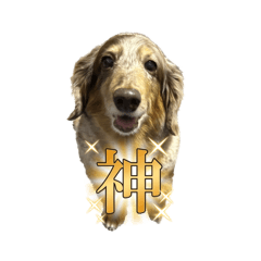 [LINEスタンプ] ミニチュアダックスジョナスくん2