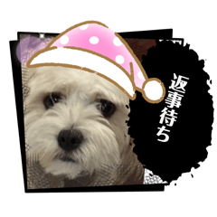 [LINEスタンプ] 犬の可愛さ詰め込みスタンプ