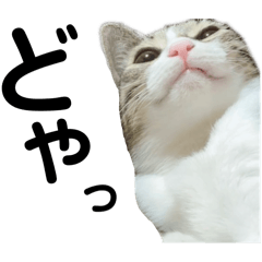 [LINEスタンプ] いたずらニャンコ