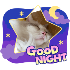 [LINEスタンプ] かわいいアイビーにゃん