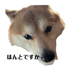 [LINEスタンプ] かわ柴日常3