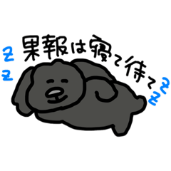 [LINEスタンプ] 黒プードルのちこちゃん