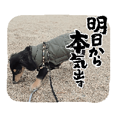 [LINEスタンプ] テトの日常すたんぷ