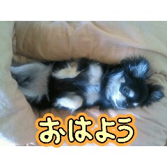 [LINEスタンプ] まだまだ不馴れです
