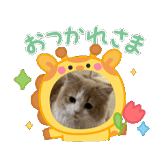 [LINEスタンプ] トムくんのらいんスタンプ