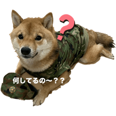 [LINEスタンプ] たけしまるの日常