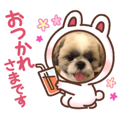 [LINEスタンプ] 愛犬スタンプマイドッグ