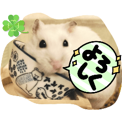 [LINEスタンプ] しらたまくん(ハムスター)のスタンプ