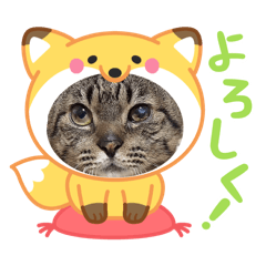 [LINEスタンプ] クーちゃん（アニマル）