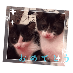 [LINEスタンプ] ネコハヨウスタンプ