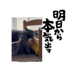 [LINEスタンプ] かわいい3ニャンズスタンプ
