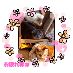 [LINEスタンプ] 愛する3ニャンズ