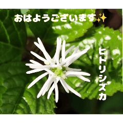 [LINEスタンプ] 春爛漫のお花で ご挨拶