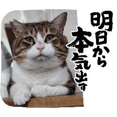 [LINEスタンプ] 保護猫カフェかくれ家1
