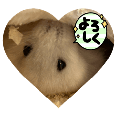 [LINEスタンプ] パールホワイトハムスタースタンプ2！