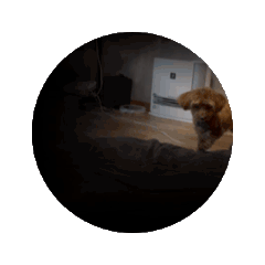 [LINEスタンプ] あー可愛い動く犬、猫！