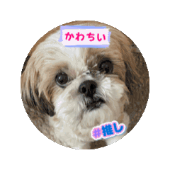 [LINEスタンプ] シーズー推し