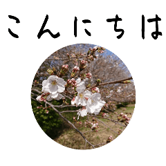 [LINEスタンプ] 桜 を 見 る 会