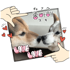[LINEスタンプ] あずきとタンタン⭐︎時々ニセあずきとめ♪