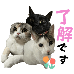 [LINEスタンプ] 高橋家の猫たち4