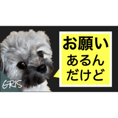 [LINEスタンプ] 家族に使って欲しい愛犬のスタンプ